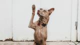 ​Understanding How Dogs Communicate with Humans