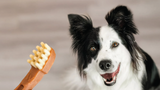  Maintaining Your Dog’s Dental Hygiene: A Guide to At-Home Care