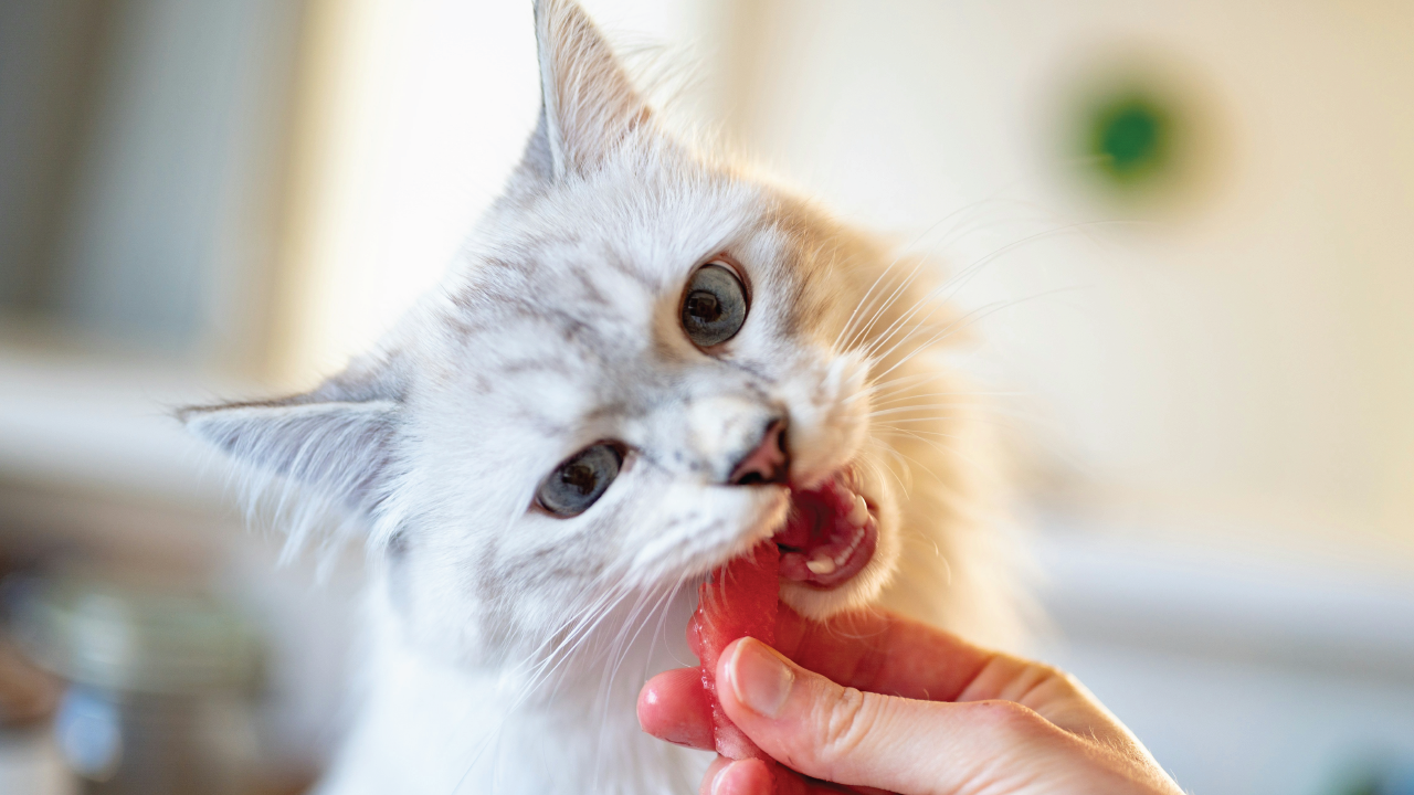 ​A Guide to Sharing Safe Treats with Your Feline Friend