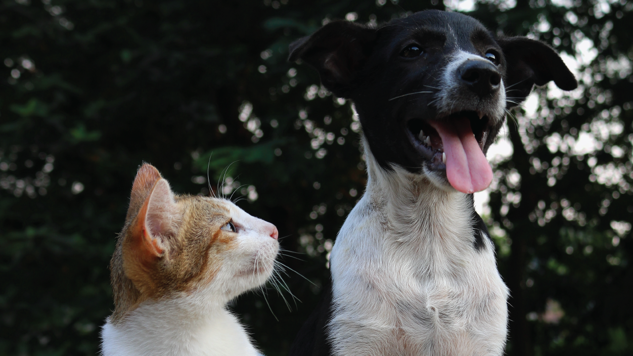 Cats and Dogs: The Unlikely Friendship