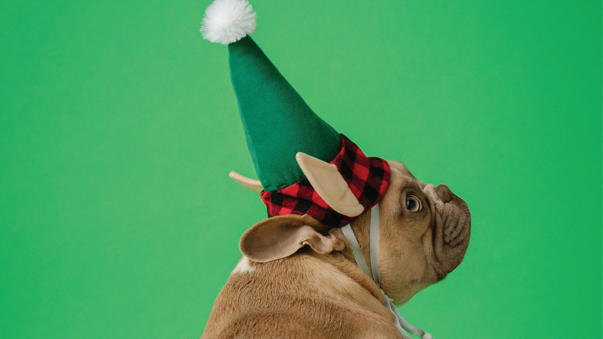 ​Helping Your Pet Overcome Anxiety This Festive Season