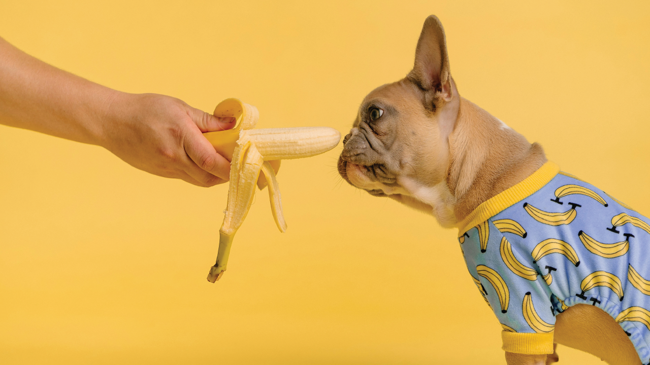 Which Fruits Are Safe for Dogs?