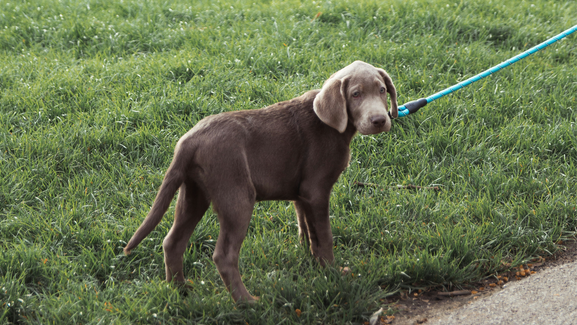 How Much Should You Walk Your Dog? 5 Key Rules to Follow