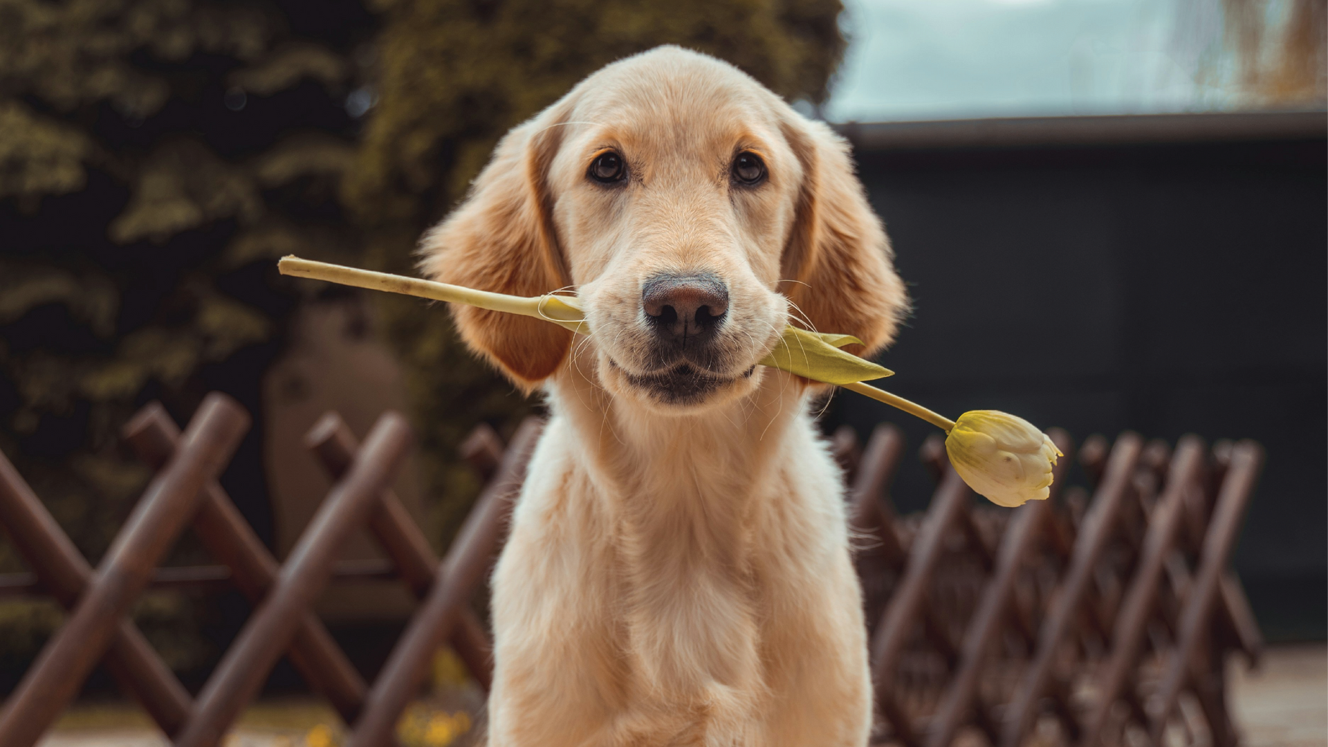 ​First Dog Checklist: Your Guide to Adopting and Caring for Your New Dog