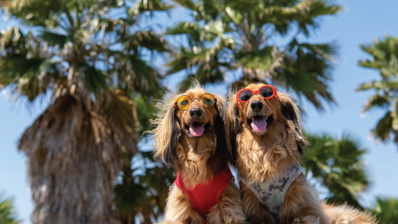 Get Your Pup Ready for Summer: 5 Essential Tips