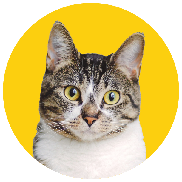 Shop 20% off all cat supplies from vet-grade brands such as Revolution, PAW By Blackmores, Bravecto and more.