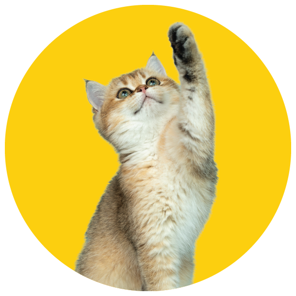 Shop 20% off all kitten supplies from vet-grade brands such as Revolution, PAW By Blackmores, Fido's and more. 
