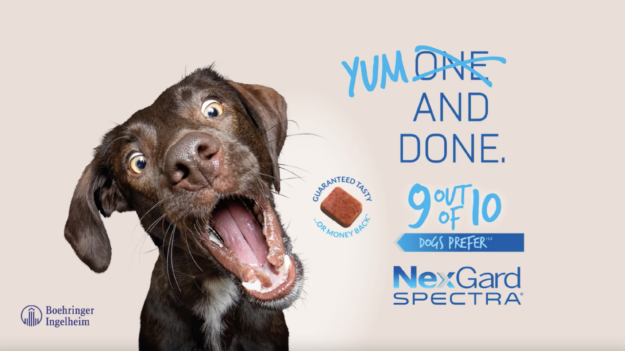 Preventing And Eliminating Fleas And Ticks On Pets Discount Pet