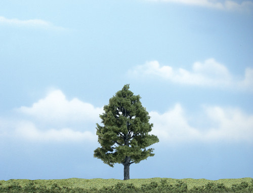 Premium Sweetgum Tree 4-1/2"