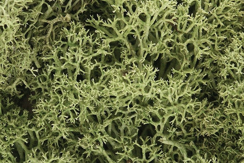 Lichen Spring Green 1.5 qt Bag