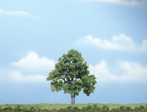 Premium Beech Tree 4"