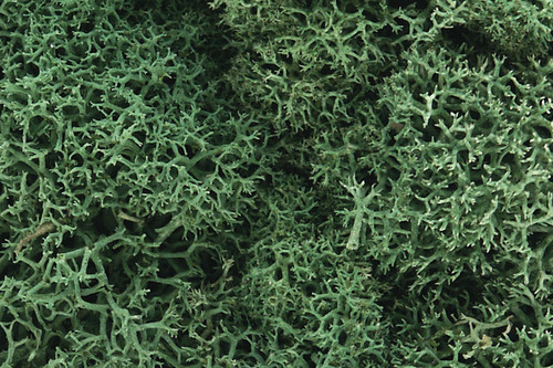 Lichen Light Green 1.5 qt Bag