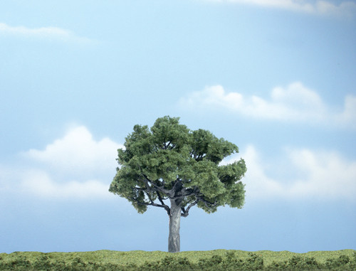 Premium Walnut Tree 4-1/4"