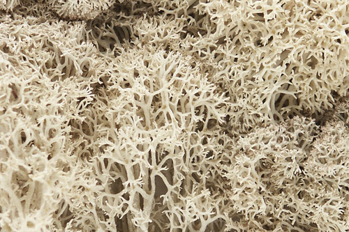 Lichen Natural 1.5 qt Bag