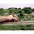 Tidy Track Track Painter Weathered Ties