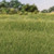 Static Grass Medium Green 4mm 18g