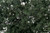 Fine-Leaf Foliage Dark Green 75 cu in