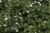 Fine-Leaf Foliage Medium Green 75 cu in