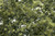 Fine-Leaf Foliage Olive Green 75 cu in