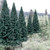 Ready Made Trees Value Pack Blue Spruce 2"-4" (18)