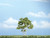 Premium Birch Tree 3-7/8"