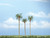 Premium Royal Palm Trees 4-5/8", 3-1/2", and 4" (3)