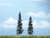 Premium Spruce Trees 4-13/16" and 4" (2)