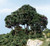 Forest Canopy Dark Green 2 sq ft