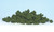 Clump Foliage Medium Green 3 qt Bag
