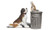 G Dog w/ Cat on Trashcan Scenic Accents
