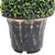  Artificial Plant Green Polyethylene, metal, polypropylene Medium A949-336507