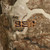 BE: 1 Fortress Bib
bei