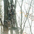 hunter wearing fortress in the tree stand calling deer