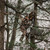 women hunter getting into the tree stand