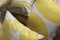 Kukamuka Lily Yellow Throw Pillow 19x19