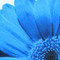 Bold Daisy Flower Blue Throw Pillow 19x19