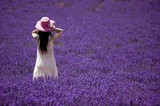 The Love of Lavender