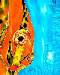 Big Orange - Dunedin Gallery