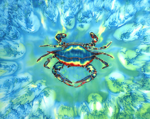 Blue Crab Blue Crab