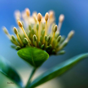 Bloom of Joy - Dunedin Gallery