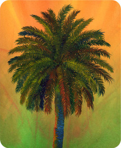 Canary Island Date Palm