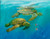 Sea Turtles - Dunedin Gallery