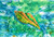 conch shell