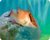 Bill Renc Hogfish cutting board
