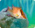 Bill Renc Hogfish cutting board