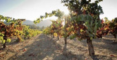 Treat Yourself! Turley Wine Cellars