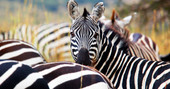 Zebra Sightings at Surdyk's