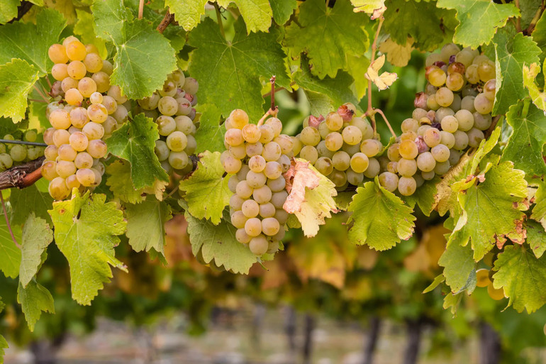Chablis Feature