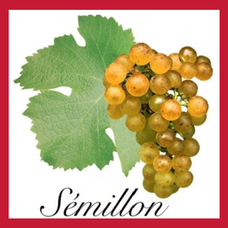 Semillon