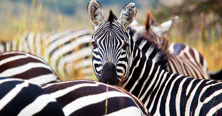 Zebra Sightings at Surdyk's